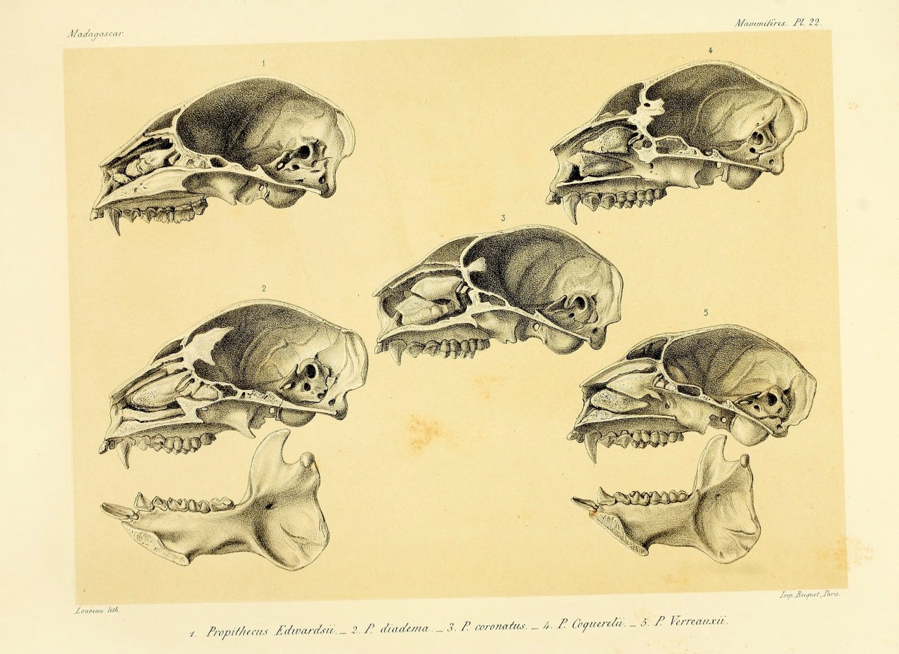 wapiti3:  Natural history, natural, and political Madagascar; By Grandidier, Alfred,