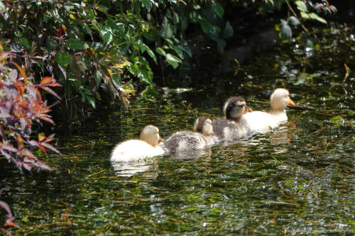 Mallard Ducklings