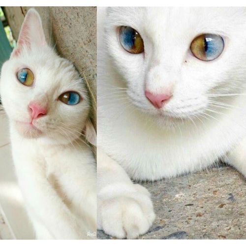 This Beautiful Cat Has Sectoral Heterochromia, Where The Iris Contains Two Different Colours Due To A