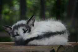 magicalnaturetour:  Sleeping Arctic Fox 2 (by Ber’Zophus)