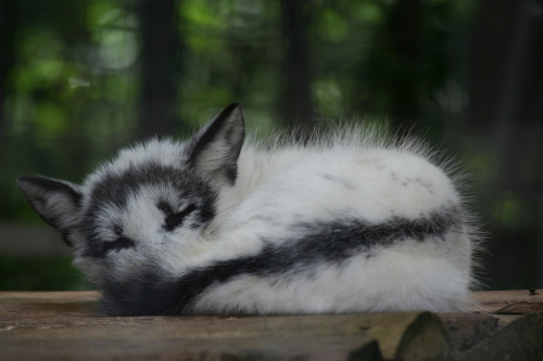 magicalnaturetour: Sleeping Arctic Fox 2 (by Ber’Zophus)