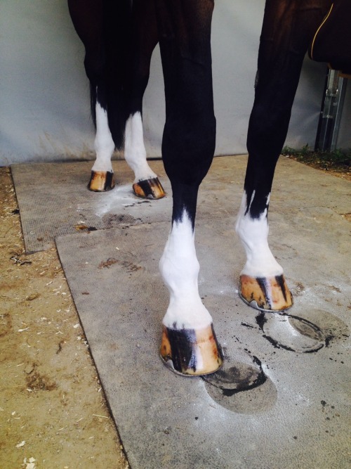 grand-prix: jillinsley: How white would you like your huntys legs? So white it needs to be told to c