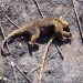 karlrincon:The Amazon Forest  produces more than 80 percentage the world’s oxygen and is home to more than half of the world’s species of plants, animals and insects. It has been burning for 3 weeks and we have just found out about it! The lungs of