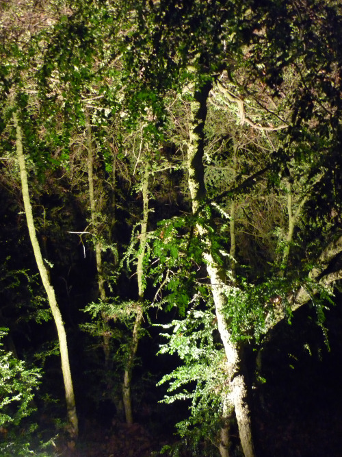 The Enchanted Wood, Part IIIWestonbirt Arboretum, Gloucestershire. December 2013 It&rsquo;s such