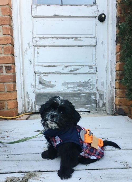 nikkilanecreates:Fig’s first Halloween Costume. He is the newest HGTV Star! 