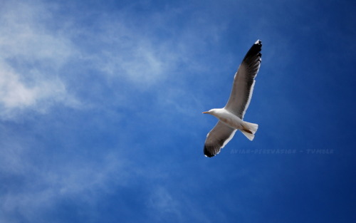 Herring gulls (Larus argentatus) of St Andrews and Ayr, Scotland