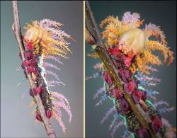 sixpenceee:  This creature is a Saturniidae moth caterpillar.