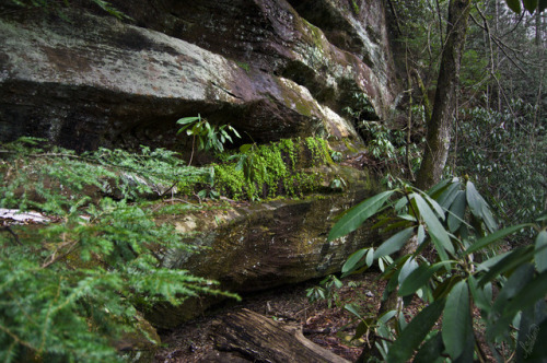 frolicingintheforest:Climbing Ferns (Lygodium palmatum) thriving on a cliff.