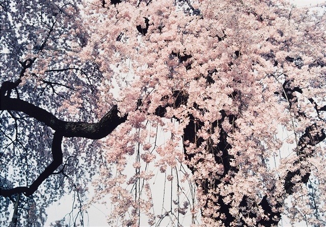 blastedheath:  Shomei Tomatsu (Japanese, 1930-2012), Oume City Tokyo Pref, 1980.