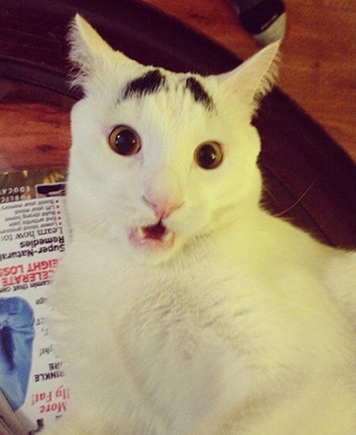  Cats have the greatest emoticon faces ever. 