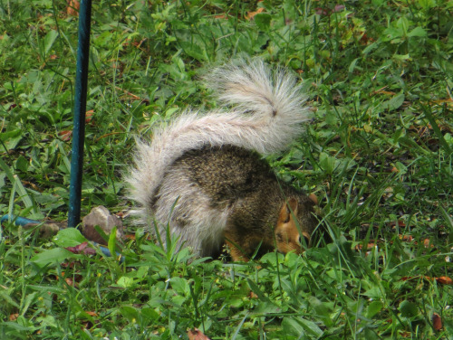 kiwano:I’m fascinated by the leucistic coloring of this fox squirrel. (White areas have reduced pigm