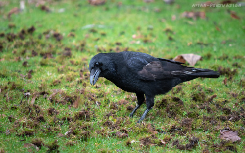  Carrion Crow (Corvus corone) – Leazes Park, Newcastle upon Tyne 