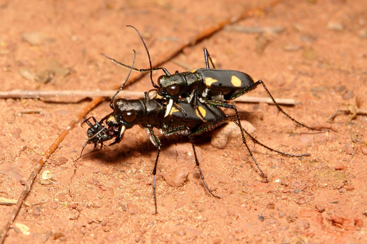 sinobug:  The TOP TEN BEETLE images taken in 2015 and posted to itchydogimages on