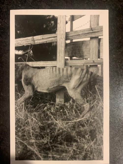 The Body Of Wilf Batty’s Thylacine, Stiff With Rigor Mortis, Tied To A Fence On The Man’s Farm. Mr.