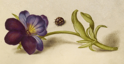 Joris Hoefnagel and Georg Bocskay - Ladybird and European Wild Pansy - 16th c. - via Getty Open Cont