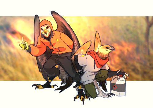 Black Kites And Whistling Kites Are Among A Group Of Bird Species Known As Firehawks. They Intentionally