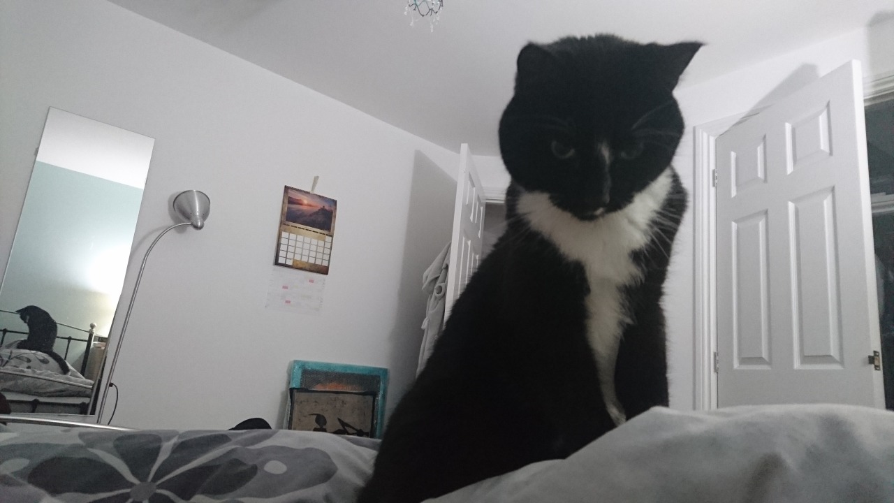 catsuggest: cat get so scaerd  wen sun go down humuns go bed  not maek a sound where