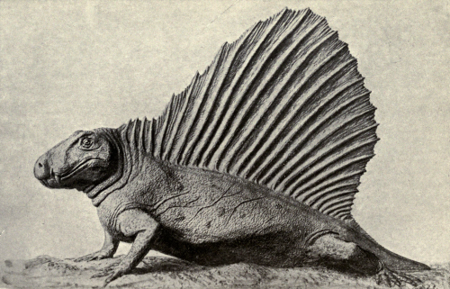 nemfrog:Dimetrodon Gigas, an extinct lizard, seven feet long. Secrets of earth and sea. 1920.Interne