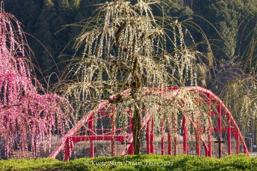 Pink weeping plum blossoms at Tsukigase plum grove (月ヶ瀬梅林) along the Nabari River in Nara Prefecture