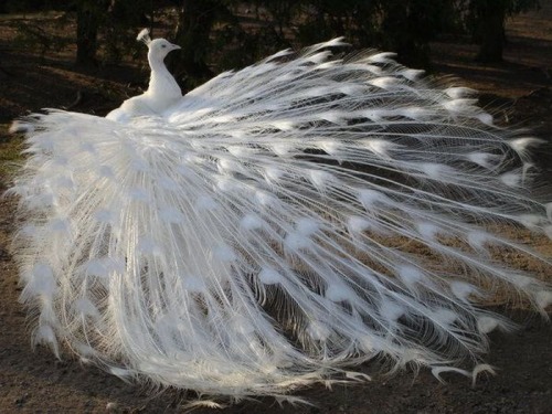 Porn Pics meinefluchderzeit:  animals with albinism