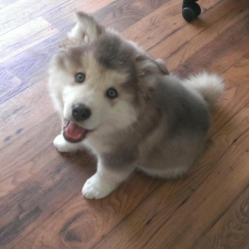 faddin:  awwww-cute:  Alaskan malamute-husky pupper (Source: http://ift.tt/2dPVgNT)   AHHH CUTE