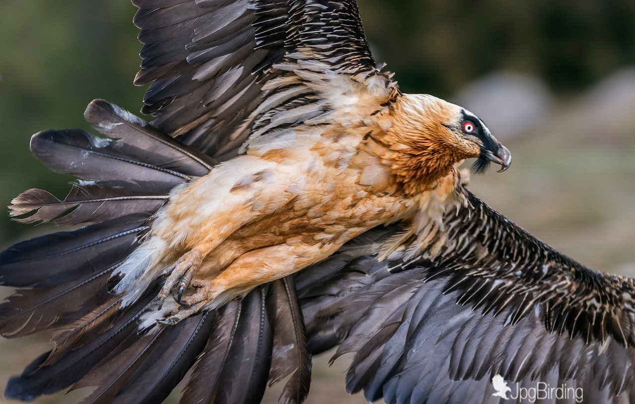 fairy-wren:  Bearded Vulture 