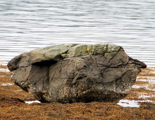 arranislander:Glacial erratic on the Ardbeg shore.Erratics bear no relation to the surrounding geolo