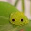 choicesfrog