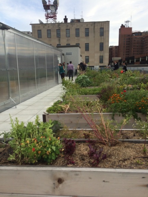 maevowavo: The garden and greenhouse on top of 409 Cumberland, an affordable housing development in 