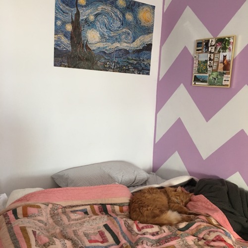 Snippets of my room ft. my cat