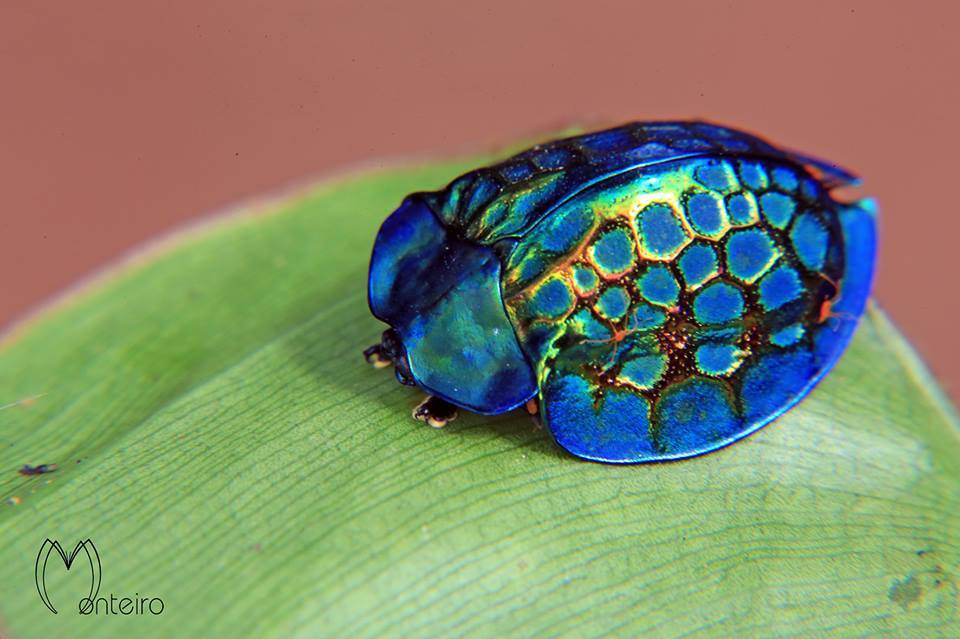 coolthingoftheday:  TOP TEN COOLEST BEETLES 1. Golden tortoise shell beetle 2. Giraffe