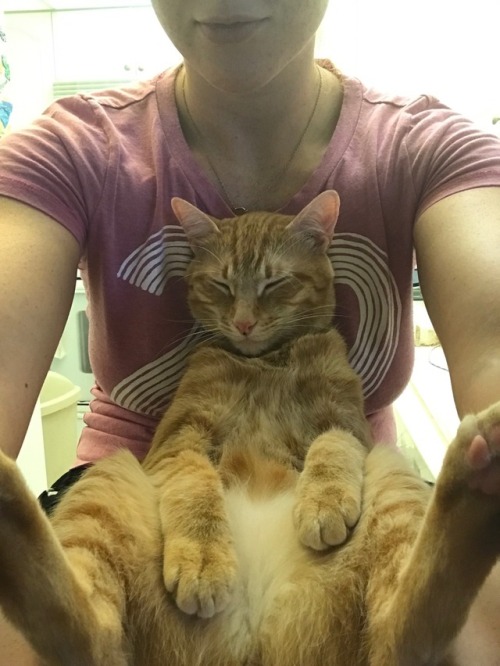 unflatteringcatselfies:  Ginger’s favorite position to bite his feet and nap 😼