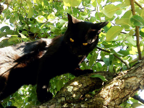 Minaw aka Minda (Norwegian, b. 1995, based Norway) - Black Cat in Tree, 2011, Photography