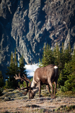 expressions-of-nature:  Caribou at the Tonquin | Jasper National Park, Canada | Ron Worobec
