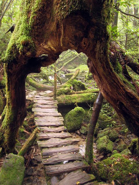 gardenriver:  Primeval Forest, Shiratani Unsuikyo, Japan