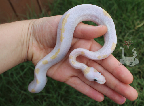 i-m-snek:FINALLY got these two eating on their own regularly. They will not be put up for sale until