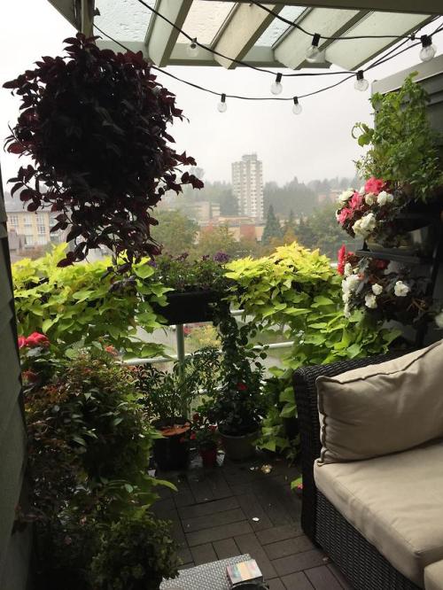 Balcony garden in Vancouver, BC, Canadagrown and photographed by /u/pink-and-obscene