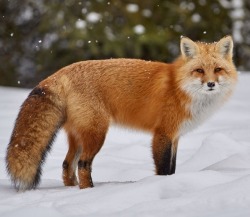 beautiful-wildlife:  Red Fox by © Joe Wilson