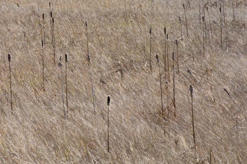 mostlythemarsh
