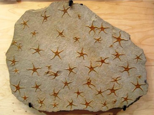 squirtle-daddy:thealphapigeon:sapphicspaceranger: mandaladana:Slab of brittle sea star fossils. The 