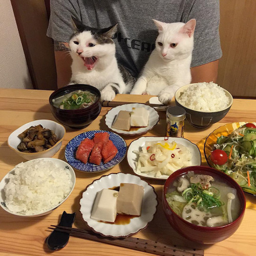 hippywhippy:neuromantis:awesome-picz:Japanese Couple Captures Every Time Their Cats Watch Them Eat.T