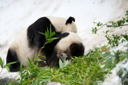 giantpandaphotos:  Xiao Liwu and his mother Bai Yun play in the ‘snow’ at the San Diego Zoo in California, US, on August 29, 2013. The pandas were treated to fresh new snow that had been blown into their enclosures as enrichment, thanks to donors: