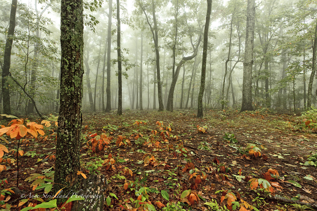 woodendreams:  (by Anne Strickland)