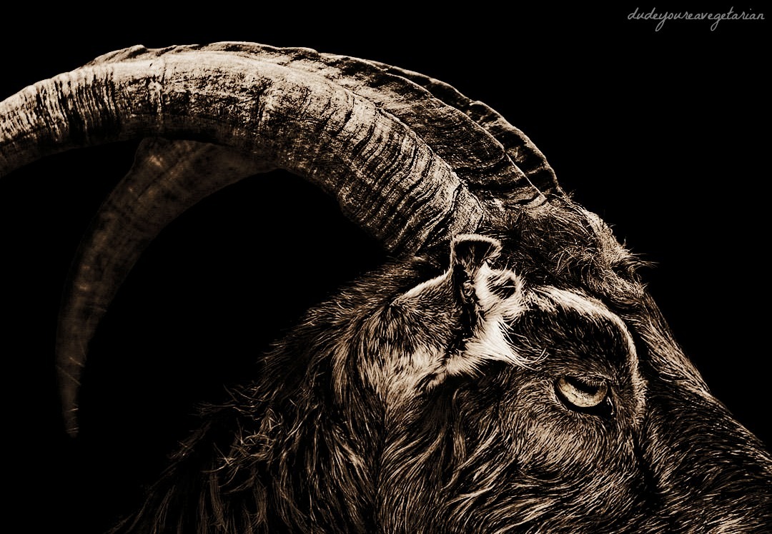 dudeyoureavegetarian:  The He-Goat’s two horn’d crown doth reignThrough blackest