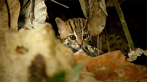 userdocumentary:BIG CATS (2018)+ Rusty Spotted Cat