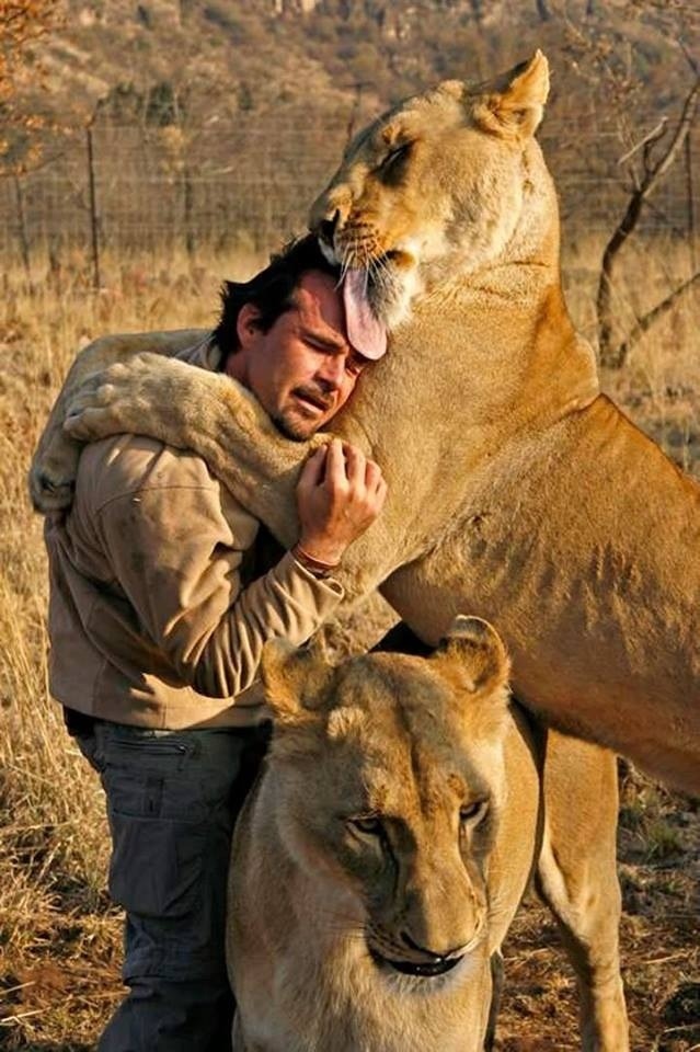 Lion hugs man in the wild