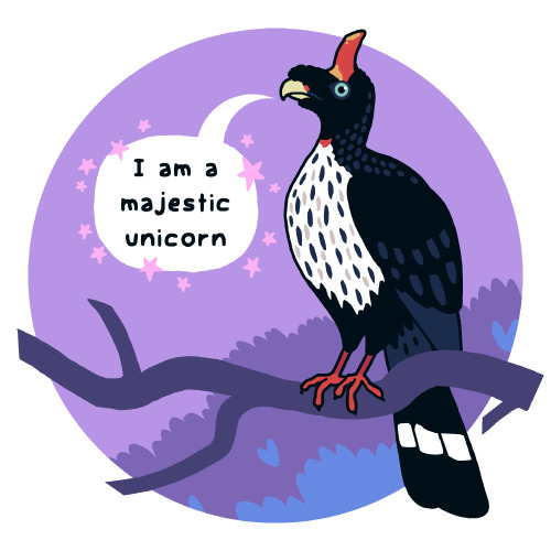 I finally had time to draw a Weird Bird of the Week! Meet the amazing endangered Horned Guan. Google