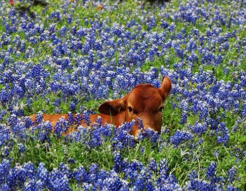 peace-witch:labradoriteslight:ainawgsd:Cows in FlowersSacred Beingsthis is all i ever wanted and mor