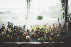 elenamorelli:  { walking through the greenhouse