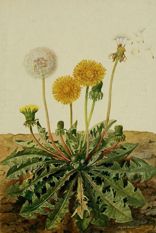 Pflanzen der Heimat - 1913 - via Wikimedia